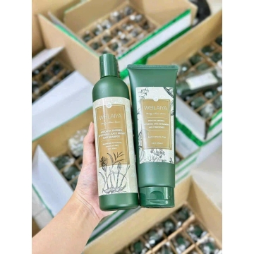Combo Dầu Gội & Xả Gừng Huyết Thanh Weilaiya (Tặng kèm Mini)